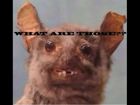 WHAT ARE THOSE? World of Warcraft style