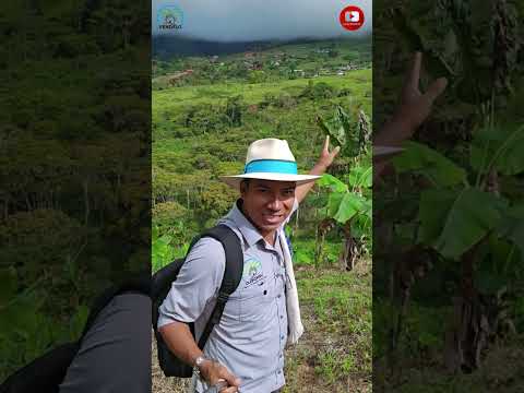 Finca de 15 Hectáreas a 45 minutos de Dabeiba Antioquia