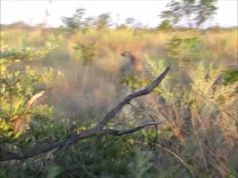 Nxabega - Lioness on final game drive.wmv