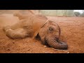 Orphan Elephant Toto | Sheldrick Trust