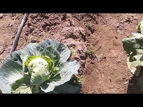download lagu mp3 mp4 Kanika Organic Farm, download lagu Kanika Organic Farm gratis, unduh video klip Kanika Organic Farm