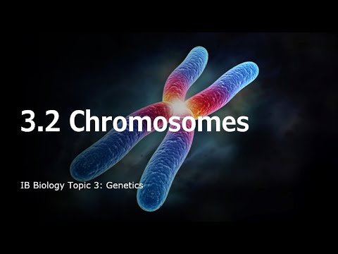 IB Bio 3.2 Chromosomes