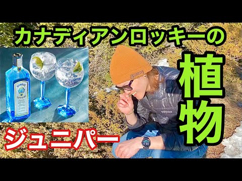 園芸 鱗状のジュニパー