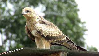 Download lagu Mengenal Elang Black Kite lebih dekat sebagai Teman dan Sahabat mp3