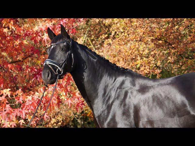 Caballo castrado Hannoveriano En venta 2021 Negro