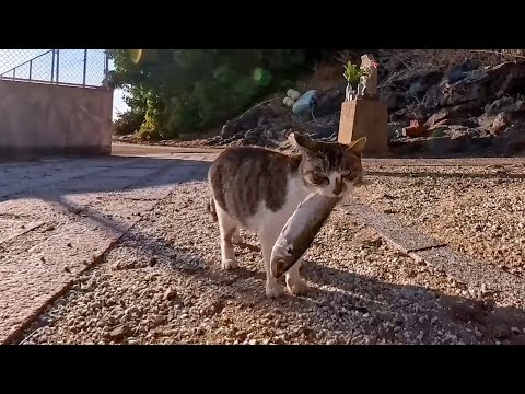 youtube-動物記事1970/01/01 09:00:00