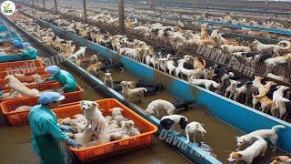 China Dog Farm - Over 10 Million Dogs in China Are Raised for Meat a Year | Chinese Farming