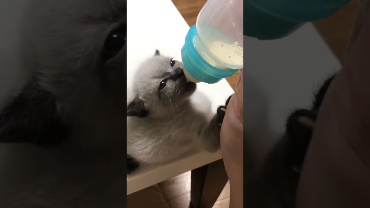 おれも哺乳瓶でミルク飲もうかなって思う動画