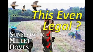 Is this dove field even LEGAL ?? | Mowing Millet & Touring a Dove Field Two Weeks Before the Opener