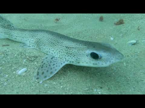 Scyliorhinus canicula