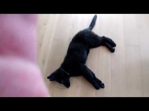 Zdechł pies ! . Psie sztuczki. Play dead! Dog trick