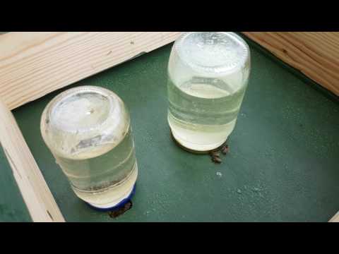 New UK Beekeeper Blog #2 - Sugar Syrup Situation