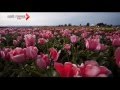 Вокруг Света - Амстердам 