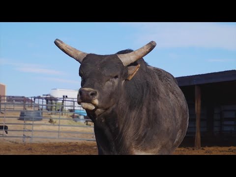 Buckin' Bulls: The Story of Ty Rinaldo