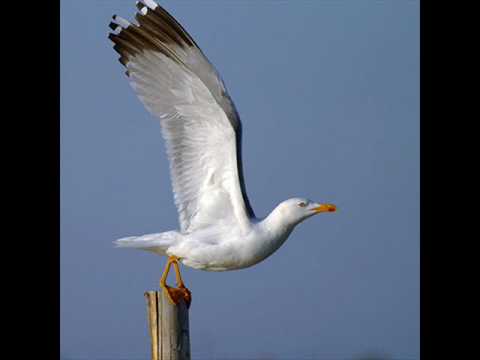 download lagu mp3 mp4 Povero Gabbiano, download lagu Povero Gabbiano gratis, unduh video klip Povero Gabbiano