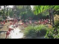 San Diego Zoo Pink Flamingos Near The Zoo Entrance