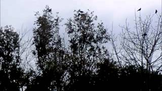 Gare Le Corbeau by Trace