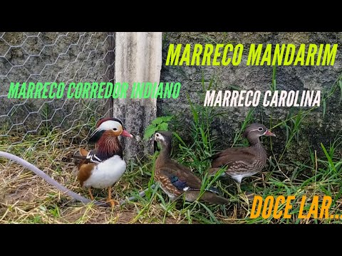 , title : 'Saiba tudo sobre o Pato Mandarim, suas características e curiosidades | Marreco Mandarim | Mandarim'