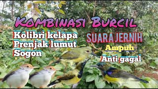 Download lagu Suara Pikat Burcil Kombinasi Kolibri Kelapa Prenjak Lumut Sogon Dijamin Ampuh mp3