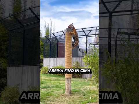 The tiger's leaping power 🤔🐯👀