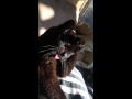 Kitty, that doesnt work. - YouTube