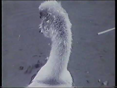 A Tribute To Oliver Kite