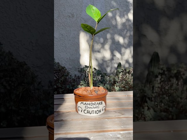 Vídeo relacionado con Silver Buffalo Harry Potter Mandrake Face 6 Inch Ceramic Planter with Faux Plant