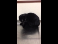 Cat Bites At His Own Tail