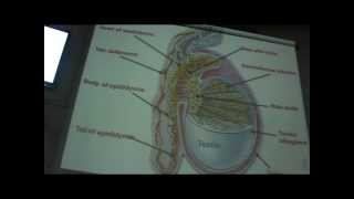 Dr Sherif Fahmy - embryology 16 "development of male urethra -development of gonads "