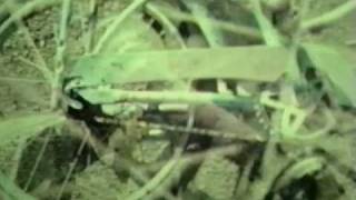 TIGER TRAP * Sourgrass * VIDEO* Rose Melberg Softies