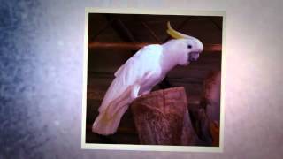 National park Brijuni - Croatia