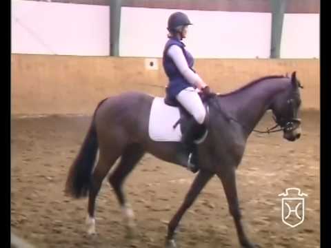 Holsteiner Stute von Canto - Heraldik xx - Caletto I