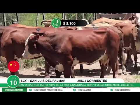 12-02-26 - Remate Televisado de Colombo y Magliano S.A. - Curuzú Cuatiá, Corrientes