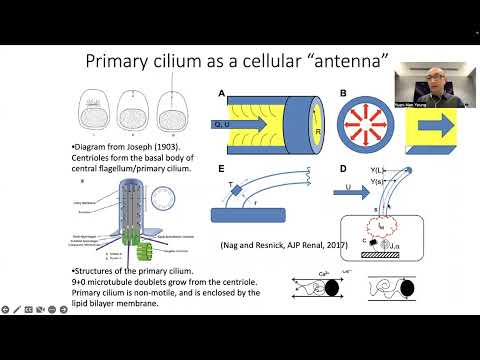 Yuan-Nan Young: Mechanics of primary cilia