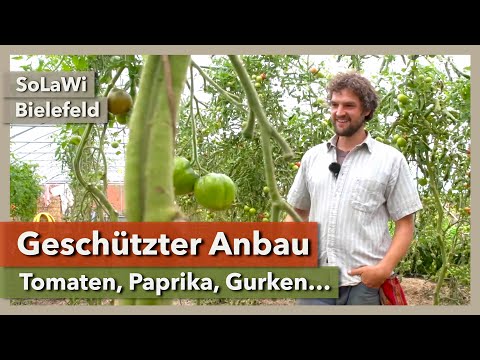 , title : 'Sommerkulturen im Gewächshaus - Tomaten, Paprika, Gurken | SoLaWi Bielefeld | Rundgang 2 | 2021'