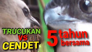 Download lagu Trucukan gacor vs Cendet kepala hitam mp3
