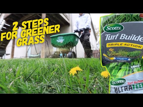 Does STA green fertilizer need to be watered?