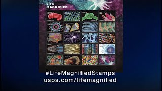 USPS #LifeMagnifiedStamps