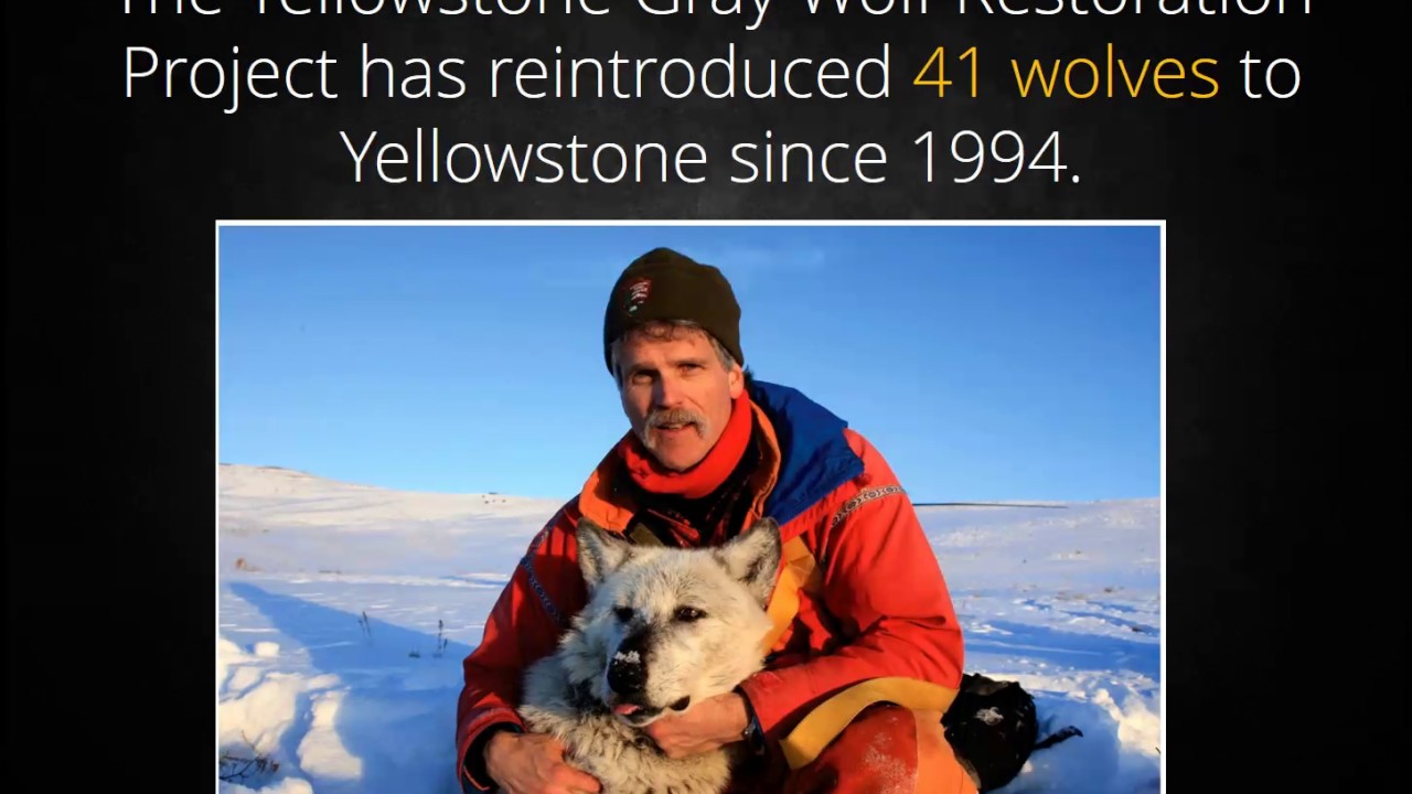 Population Ecology and Wolf Intro