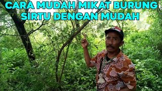 Download lagu TRIK PIKAT BURUNG SIRTU YANG TIDAK MAU TURUN DAN MENGERTI PULUT mp3
