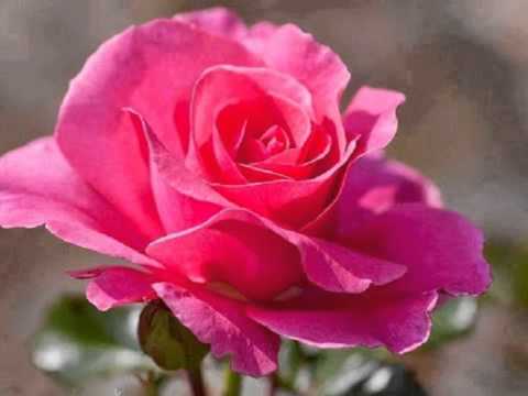 Estrellita del Sur - Hermanos Michel