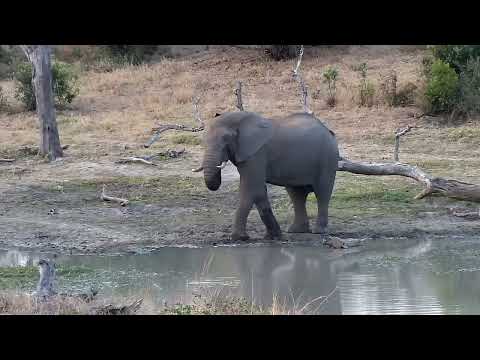 Djuma: Lone Elephant bull comes for a drink at dam - 17:24 - 09/05/2022