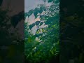 Canada S Aesthetic Nature Mele Megha Pali