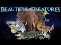 Earth Day 2021: Beautiful Creatures Remix