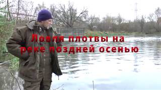 Ловля плотвы на фидер осенью