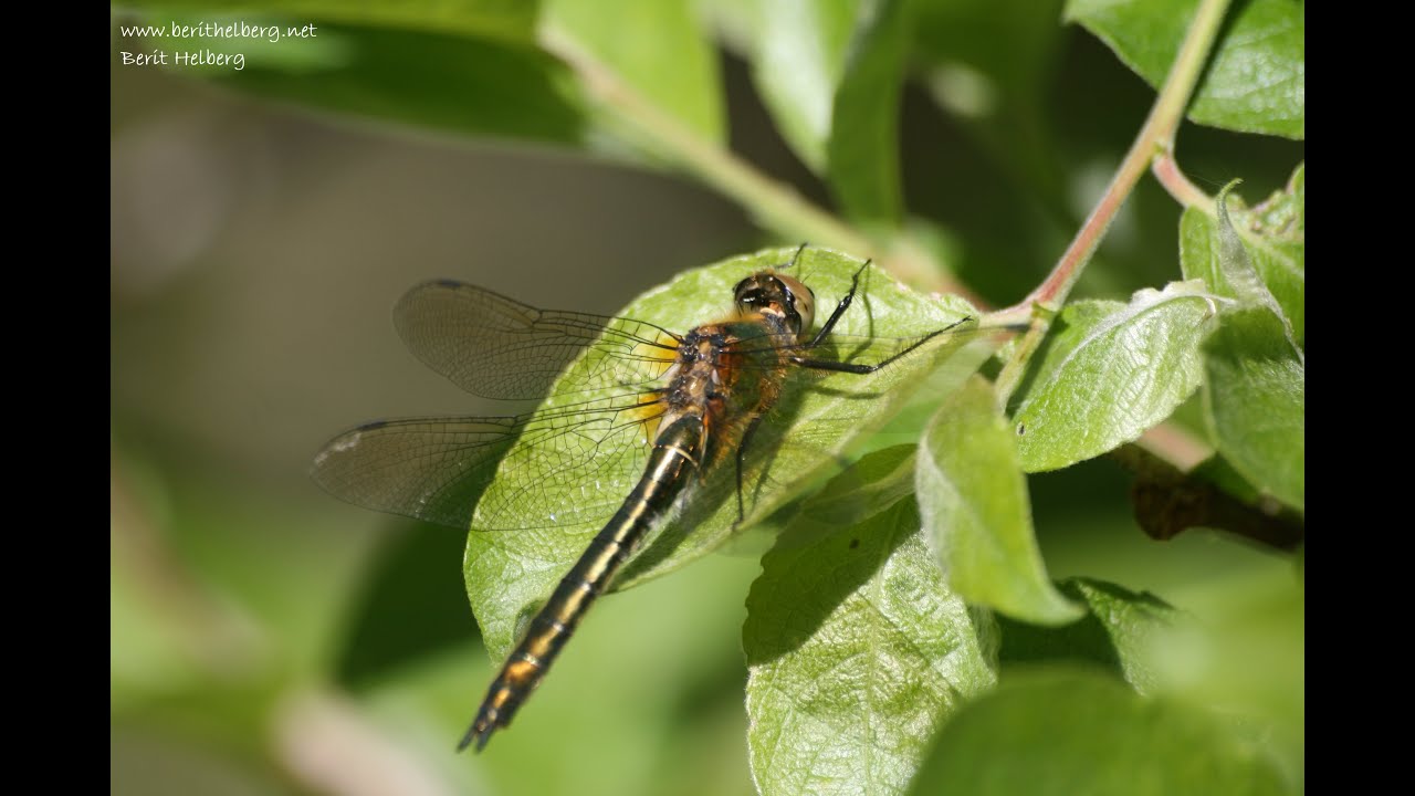 Dragonfly