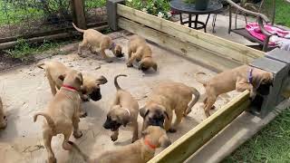 English Mastiff Puppies Videos