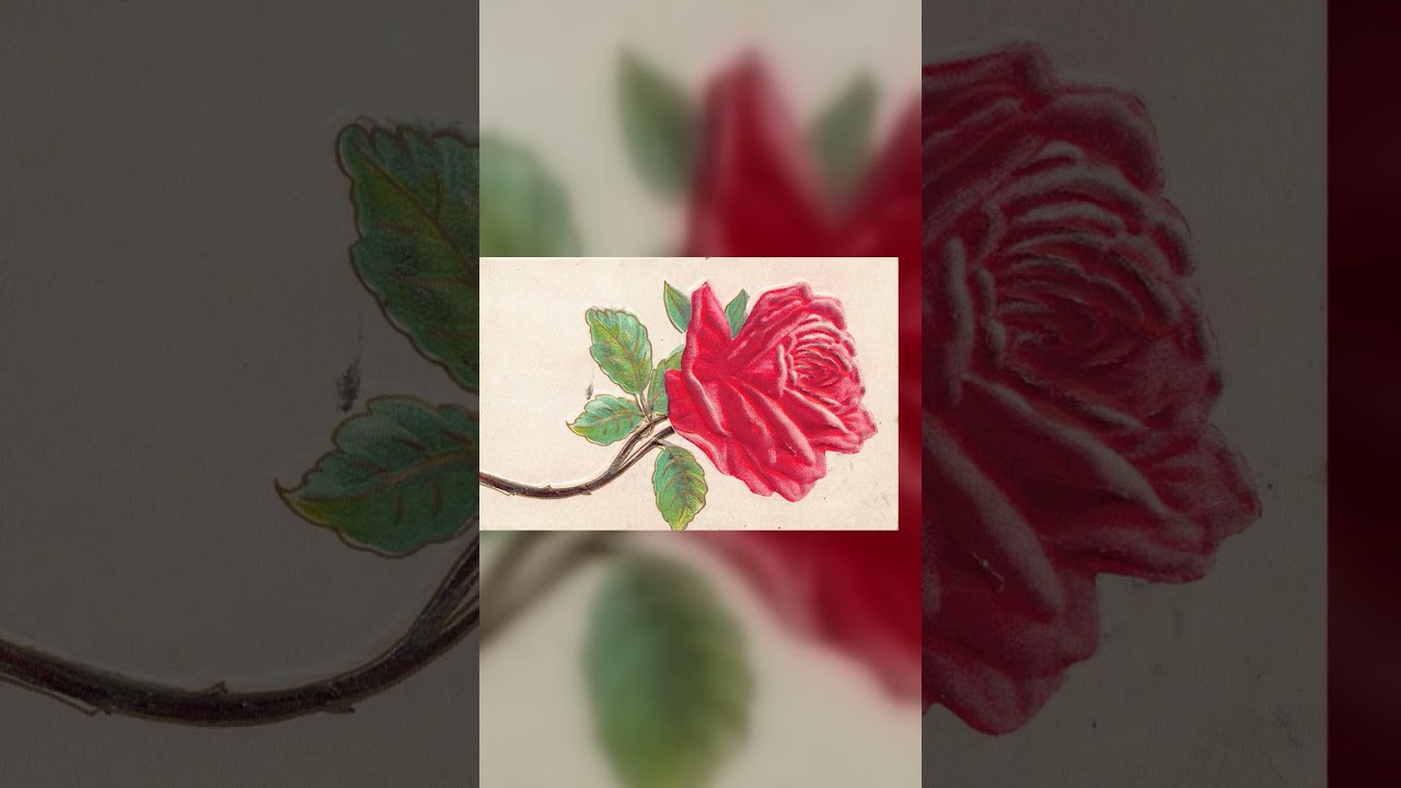 Linen Postcard, Red Rose, Huron, SD, 1910 Video