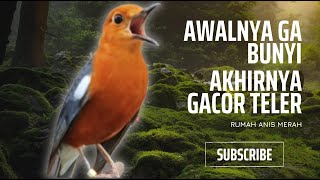 Download lagu MACETAN PASTI NYAUT, ANIS MERAH GACOR INI 1000% JITU TUK PANCINGAN ANIS MERAH MACET BIAR BUNYI | 11 mp3