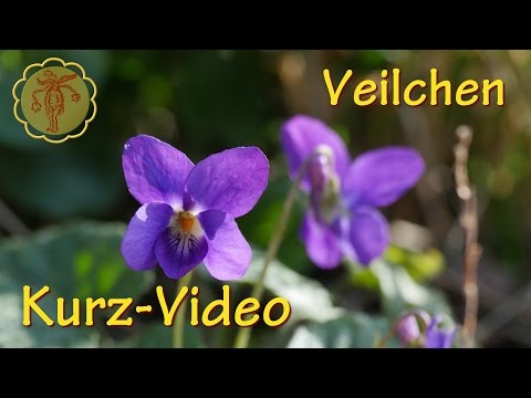 , title : 'Heilpflanze: Veilchen - Kurz-Video'